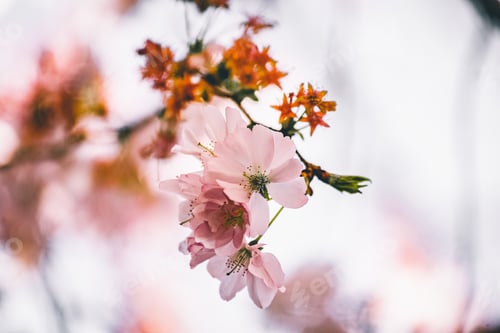 Preview: Selective focus shot of a beautiful branch with cherry blossom flowers with a blurry background