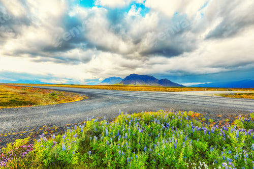Preview: Gorgeous Icelandic stormy landscape with lupine on foreground