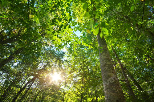 Preview: Into the forest.