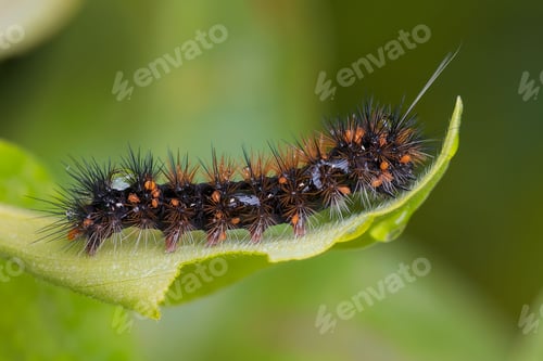 Preview: Macro shot of a small caterpillar perched on a leaf