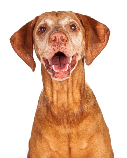 Preview: Portrait of Happy Vizsla Dog