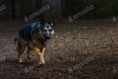 Preview: Closeup of a young German Shepherd dog walking in the woods