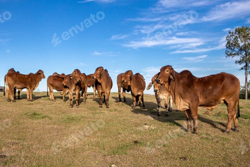 Preview: Group of brown American Brahman grazing on the hill