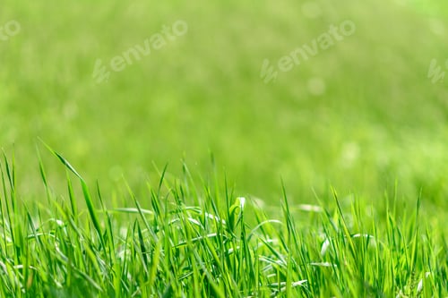 Preview: Beautiful green plants in the garden on a warm summer day