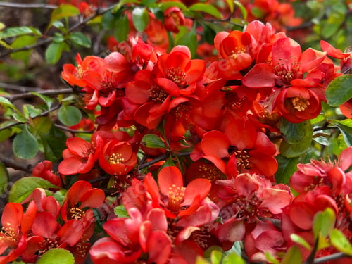 Preview: Red Scarlet Flowers Tulips With Green Leaves Natural Background