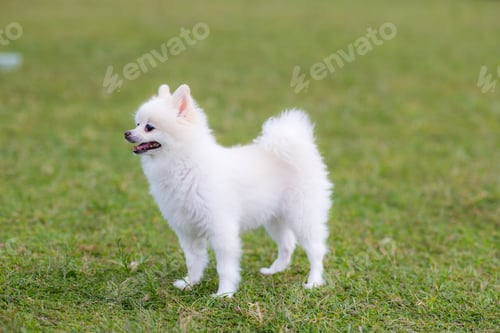 Preview: White pomeranian at the park