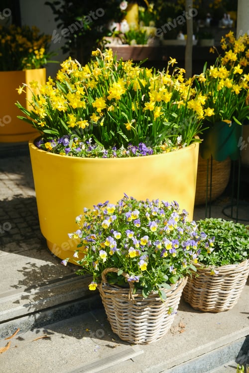Preview: Yellow daffodils and pansies in outdoor pots