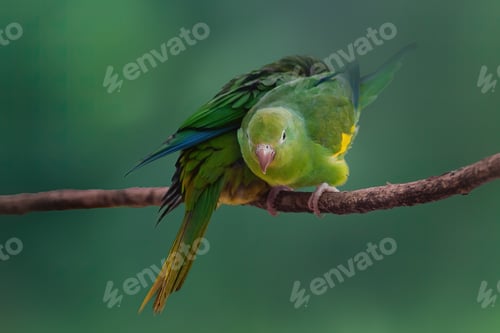 Preview: Yellow-chevroned Parakeet bird (Brotogeris chiriri)
