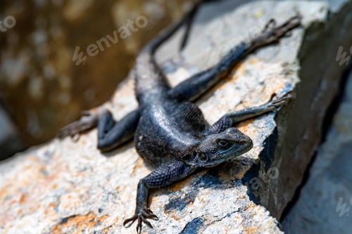 Preview: Female Mwanza flat-headed rock agama or Agama mwanzae