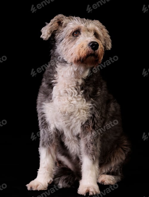 Preview: Pumi breed of dog is sitting on a black background