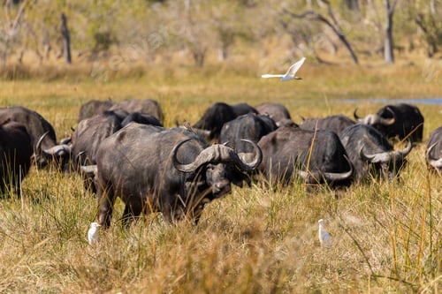 Preview: A herd of water buffalo, Bubalus bubalis in long grass on marshland