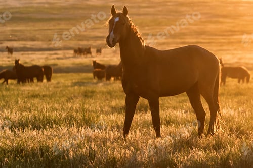 Preview: Wild horses graze in the meadow at sunset