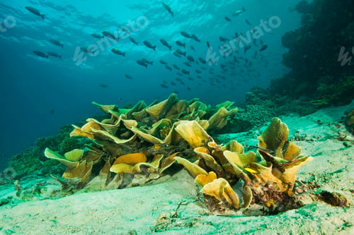Preview: Marine plants and seabed, Uepi Point, Uepi Island, New Britain, Solomon Islands