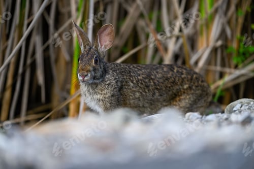 Preview: Closeup of fluffy rabbit in its natural habitat