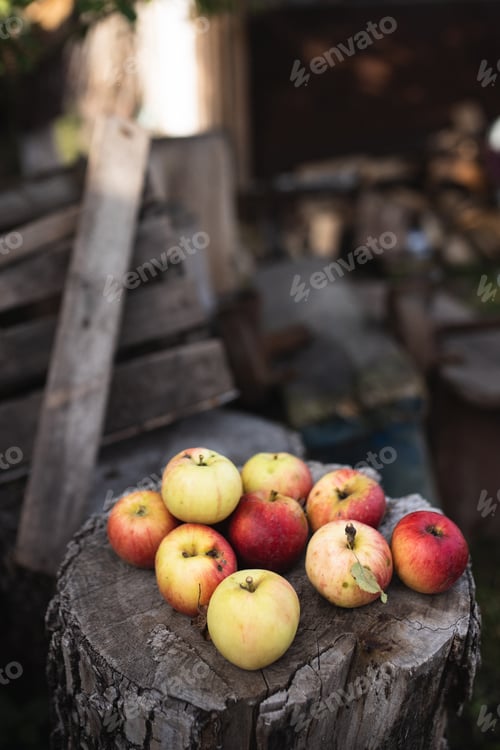 Preview: Beautiful and colorful apples. Red vegetables. Autumn vegetables. Harvest of apples. Autumn mood.