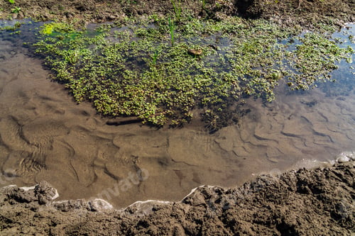 Preview: Small swamp with clean water