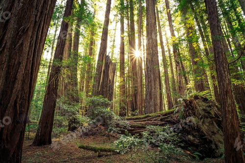 Preview: Sunrise In The The Redwoods At Redwoods National And State Parks California