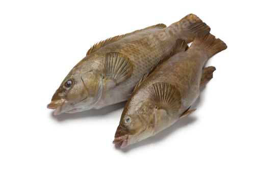 Preview: Fresh brown wrasse fishes