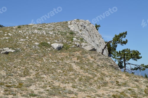 Preview: A lonely pine tree with a curving trunk on a mountainside, against a blue sky