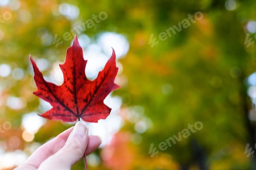 Preview: Holding beautiful red autumn leaf maple leaf in hand with fall foliotage in background