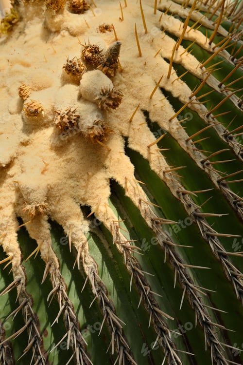 Preview: Giant golden barrel cactus, viznaga, largest barrel cacti, native to central Mexico