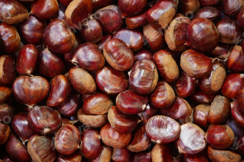 Preview: An upclose view of Glossy Chestnuts beautifully displayed in their natural outdoor setting