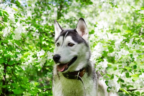 Preview: Adorable grey and white Husky dog in a garden with blossom white flowers of apple tree.