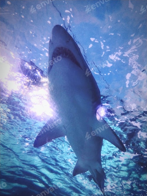 Preview: Vertical shot of a shark on the sea