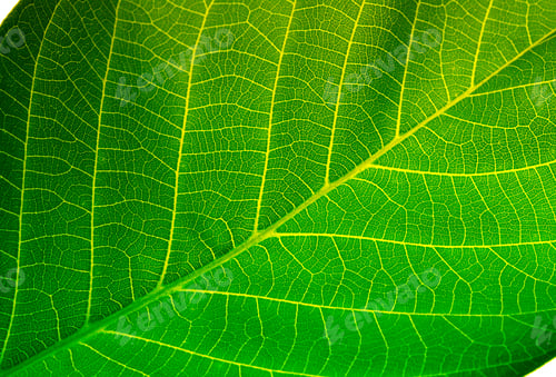 Preview: green leaf background