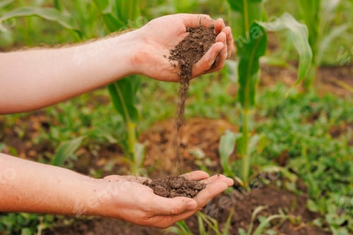 Preview: Male hands touching soil on the field.