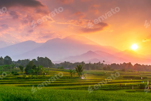 Preview: indonesia beauty landscape paddy fields in north bengkulu natural beautiful morning view from asia