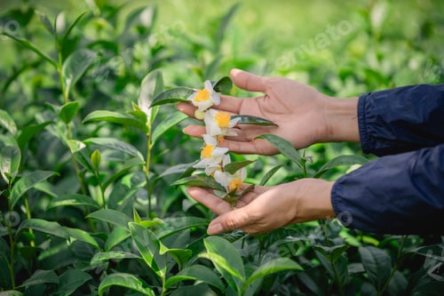 Preview: Tea garden farmers or worker wearing dresser work picking green tea leaves at tea plantation with mo