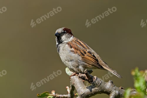 Preview: House sparrow (Passer domesticus)