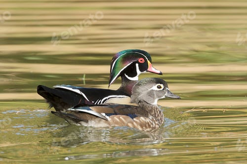 Preview: Wood duck couple swimming in pond.