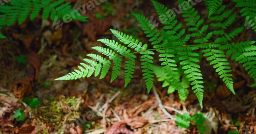 Preview: Green leaves of a forest fern, close-up. Soft sunlight. Relax cinematic static shot. Selective focus
