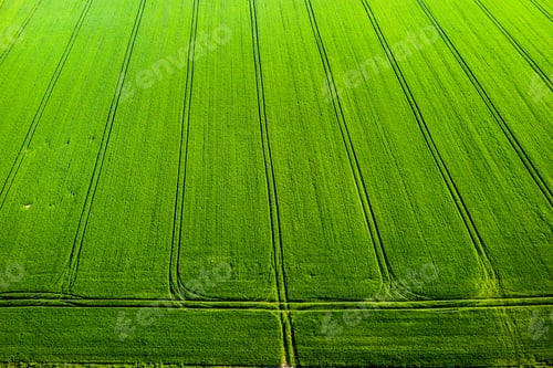 Preview: Top view of a Sown green and gray field in Belarus.Agriculture in Belarus.Texture