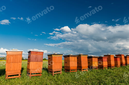 Preview: Traditional Wooden Beehives in Fields. Beekeeping and Honey Production. Organic Food Farming