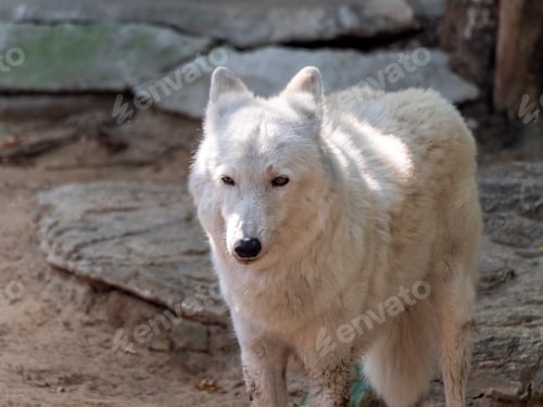 Preview: Grey Wolf Canis lupus Portrait - captive animal