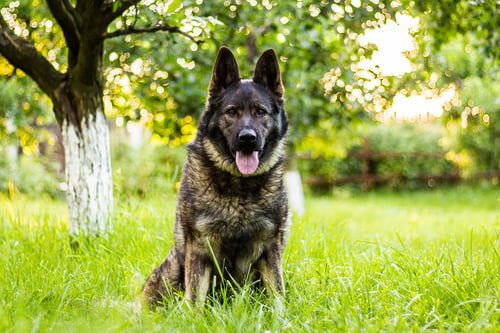 Preview: Magnificent German Shepherd sitting on a grass-covered lawn near the trees