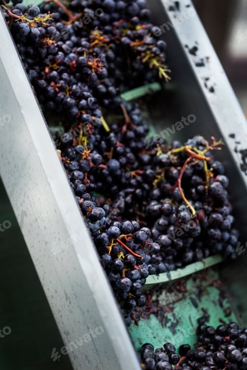 Preview: Harvest in a French winery near Bordeaux
