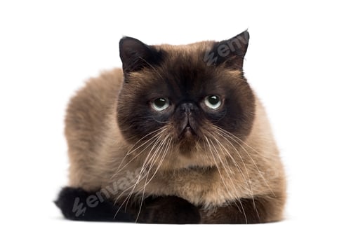 Preview: Persian (2 years old)