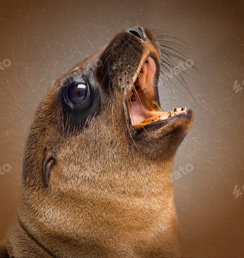 Preview: Close-up of a Young California Sea Lion,shouting in front of a vintage background