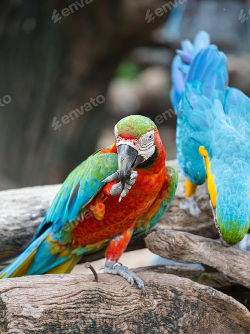 Preview: bird, parrot, Scarlet, Macaw