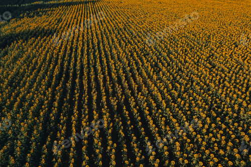Preview: Aerial shot of blooming ripe sunflower field in summertime before sunset from drone pov