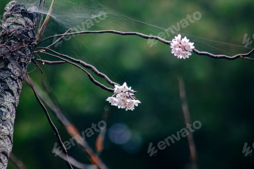 Preview: The Small Lipped Dendrobium flowers are light pink in color.