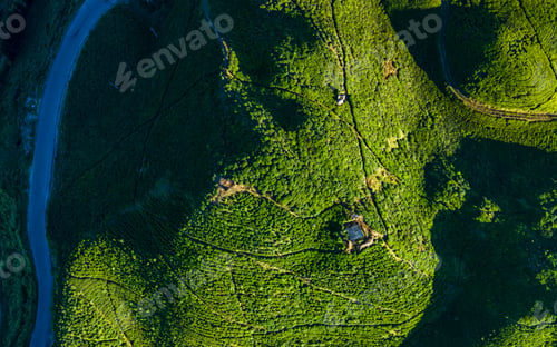 Preview: aerial view of greenery tear farmland