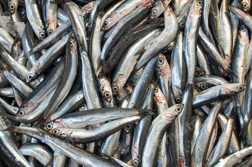 Preview: Anchovies for sale