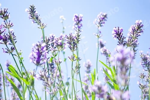 Preview: Lavender field in summer time. Purple flowers blooming in garden. Natural flower background closeup