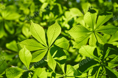 Preview: chestnut branch with green leaves in the rays of the setting sun