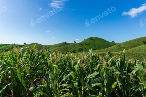 Preview: Corn farm on hill with blue sky and sunset background